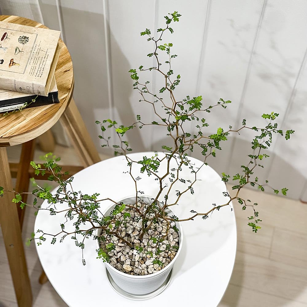 Amazon｜PLANCHU 観葉植物 メルヘンの木 ソフォラ リトルベイビー 5号